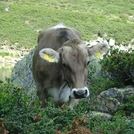 Rudigier Margret Und Franz Daire Sankt Gallenkirch